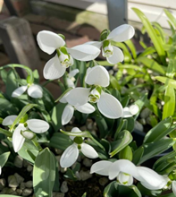 Galanthus Elwesii Polar Bear Snowdrops i 